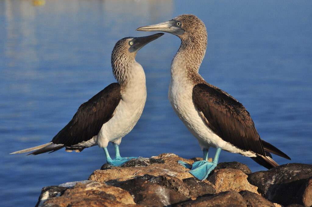 galapagos cruise or island hopping