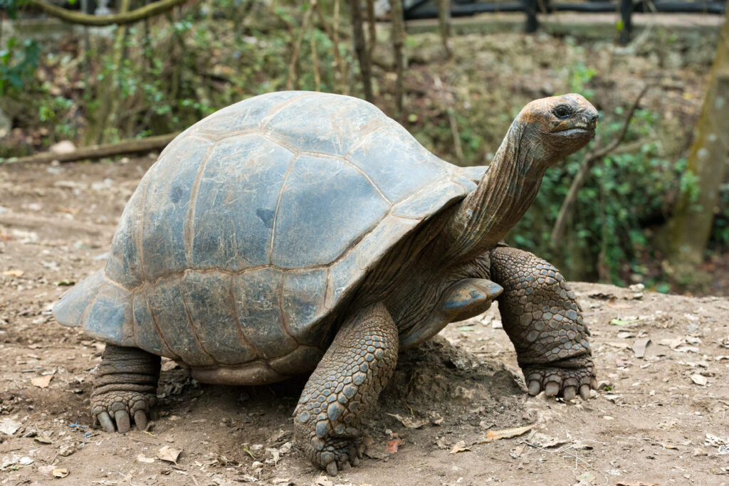 galapagos cruise or island hopping