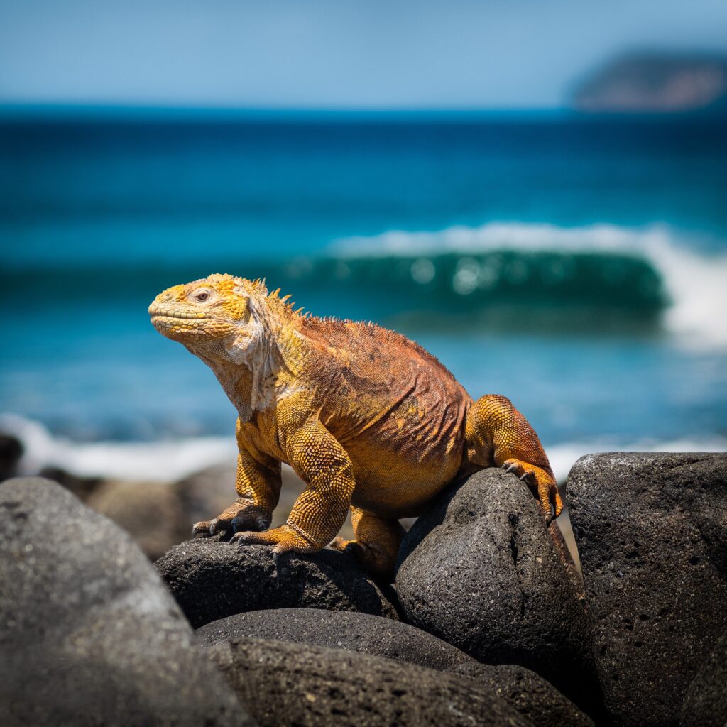 galapagos cruise or island hopping